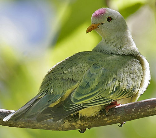 Atoll Fruit-dove