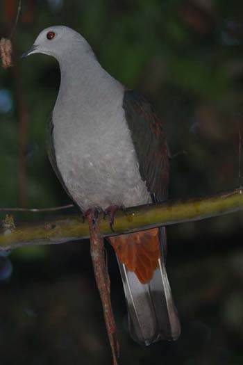 Grey-headed Imperial Pigeon