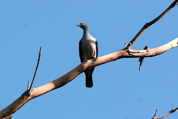 Spectacled Imperial Pigeon, Ducula perspicillata perspicillata