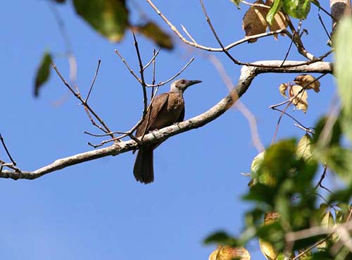 Black-faced Friarbird, Philemon moluccensis plumigenis