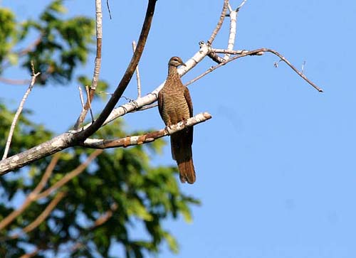 Dusky Cuckoo-Dove, Macropygia magna timorlaoensis