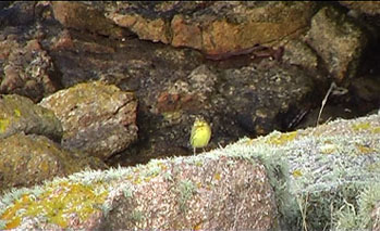 Yellow-breasted Bunting 