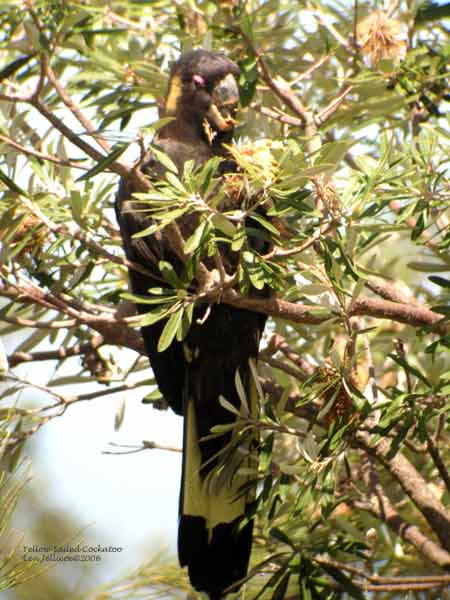 Yellow-tailed Cockatoo