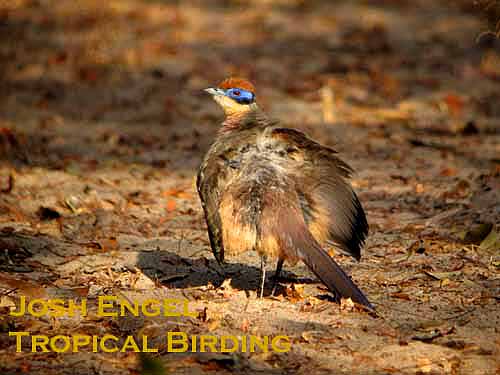 Red-capped Coua