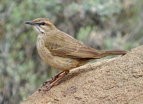 African Rock (or Yellow-tufted) Pipit