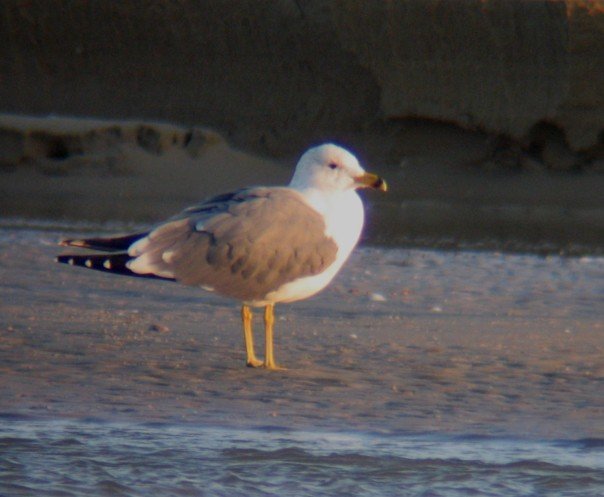 Armenian Gull