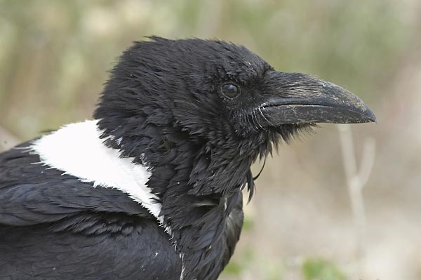 Pied Crow