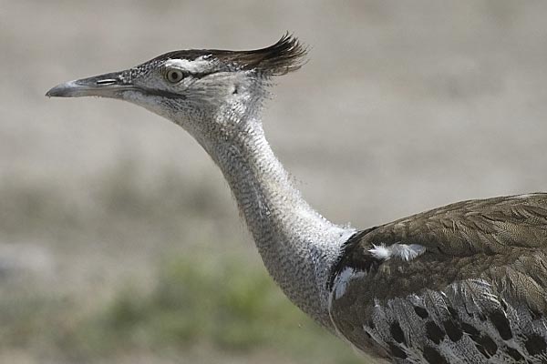 Kori Bustard