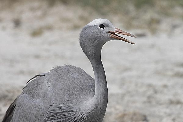 Blue Crane