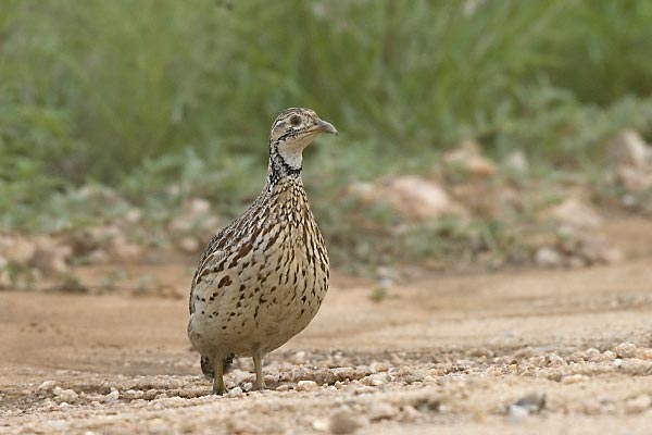 Orange River Francolin