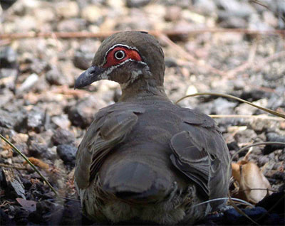 Partridge Pigeon