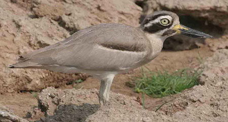 Indian Thick-knee