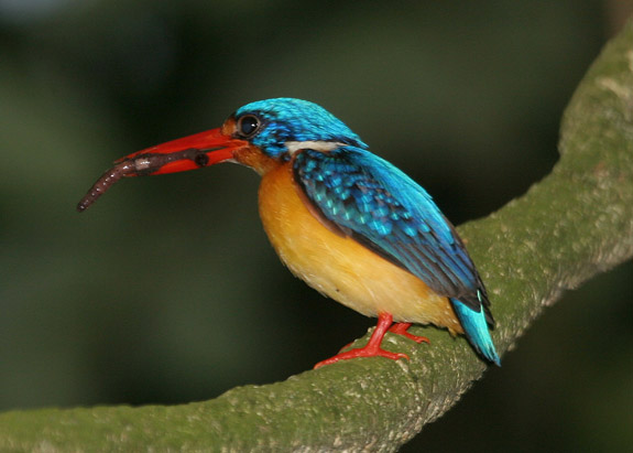 Variable Dwarf Kingfisher