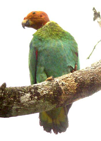 Bald Parrot