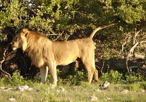 African Lion