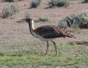 Ludwigs Bustard