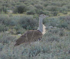 Koris Bustard 