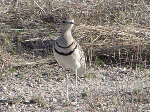 Double Banded Courser