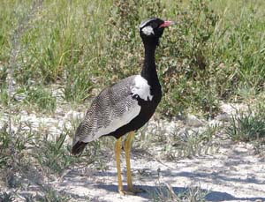 Northern Black Korhaan