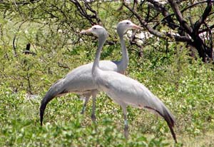 Blue Cranes