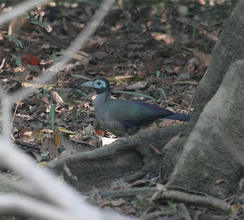 Bornean Ground-cuckoo