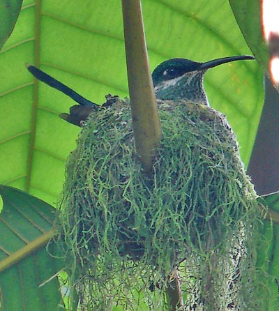 Scissor-tailed Hummingbird