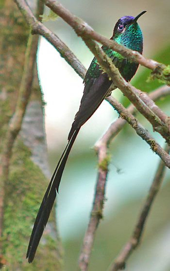 Scissor-tailed Hummingbird