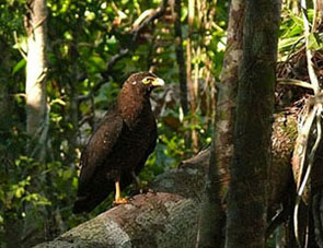 Andaman Serpent-eagle