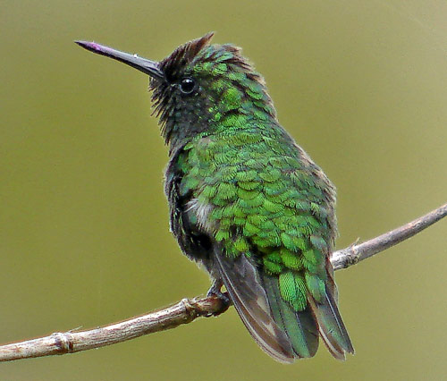 Green-tailed Emerald  