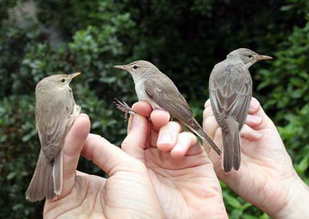 E Olivaceous, Upcher's and Olive-tree Warblers