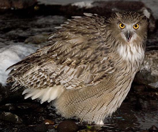 Blakiston's Fish-owl