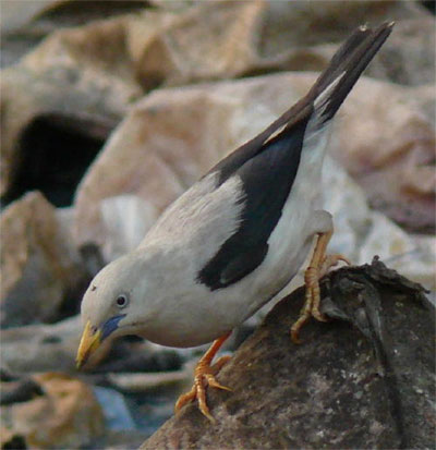 Andaman White-headed Starling