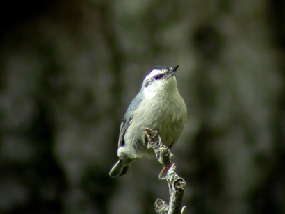 corsican nuthatch