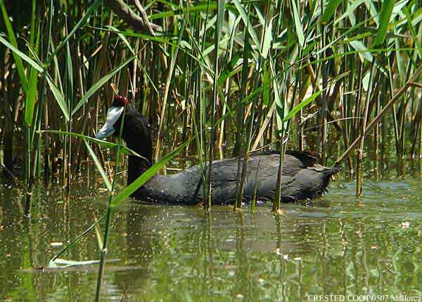 Crested Coot