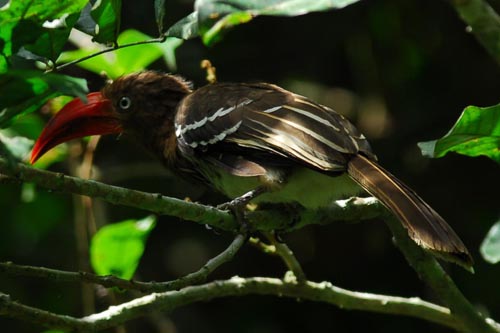 Red-billed Dwarf Hornbill