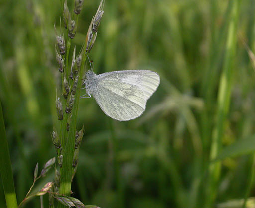 Real's Wood White