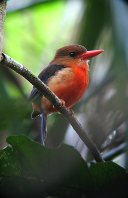 Brown-headed Paradise-kingfisher