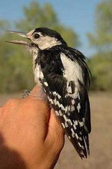 Syrian Woodpecker (Dendrocops syriacus)