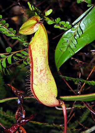 Pitcher Plant species, probably Nepenthes tentaculata