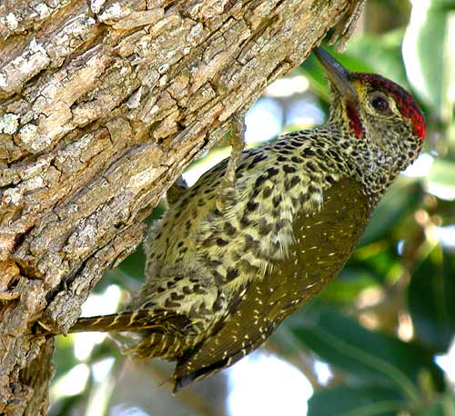 Knysna Woodpecker