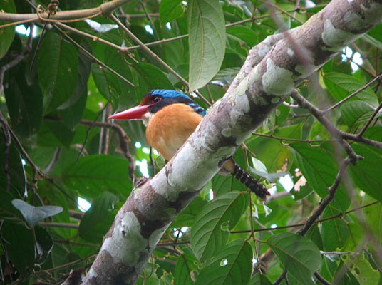 Banded Kingfisher (male)