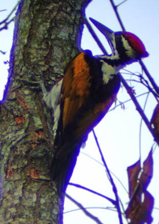 White-naped woodpecker