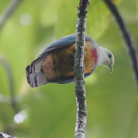Scarlet-breasted Fruit-Dove