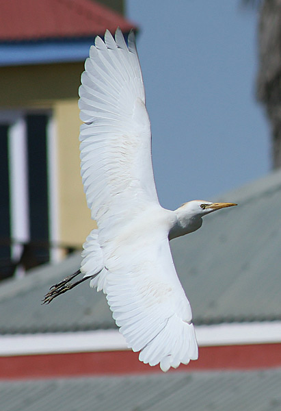 Cattle Egret