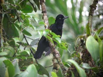 Amazonian Umbrellabird (female)