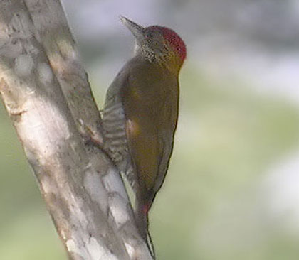 Red-Rumped Woodpecker