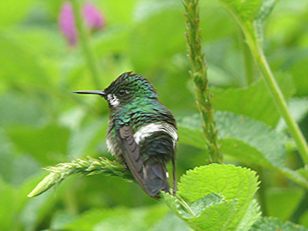 Green Thorntail, female,