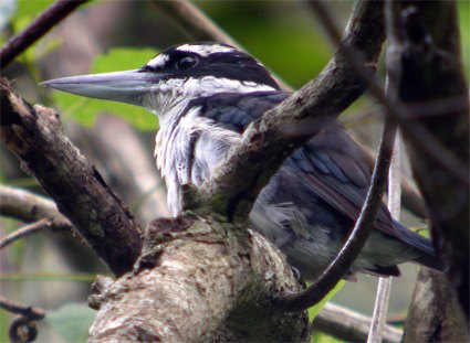 Sombre Kingfisher