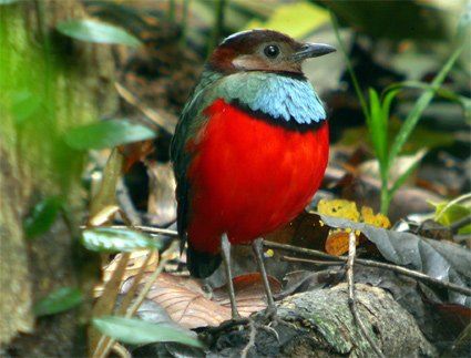 Blue-breasted (aka red-bellied) Pitta