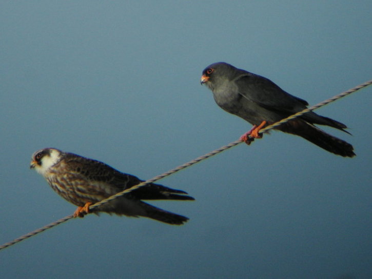 RED FOOTED FALCON